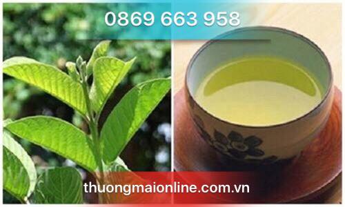 Những lợi ích thần kỳ đối với sức khỏe khi uống nước lá ổi mỗi ngày
