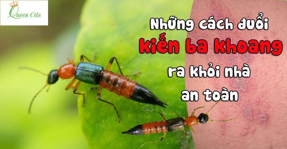 Cách Diệt Kiến Ba Khoang Đuôi Nhọn Hiệu Quả Và An Toàn Cho Gia Đình